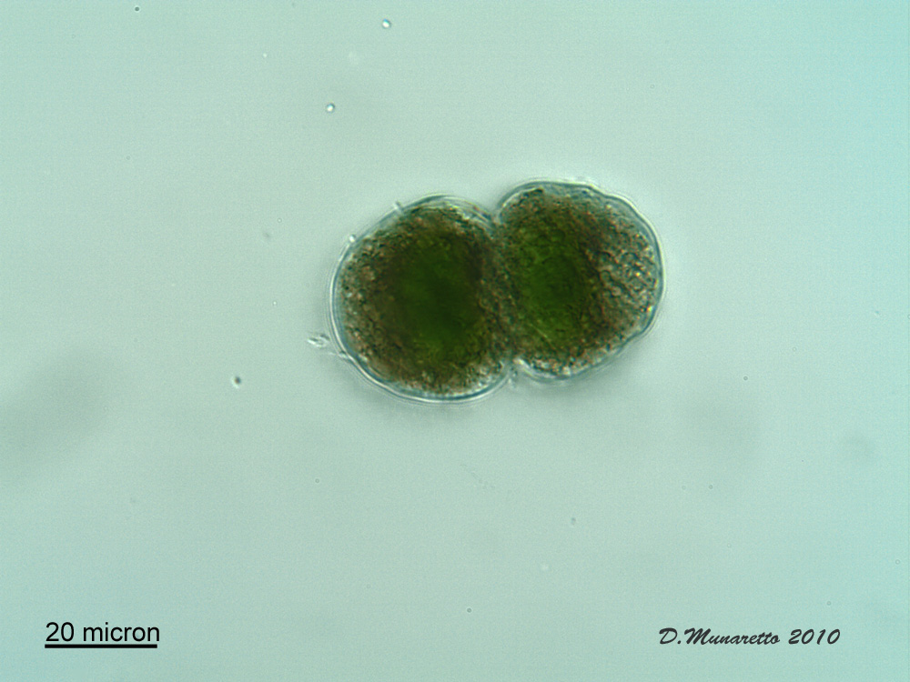 Cosmarium